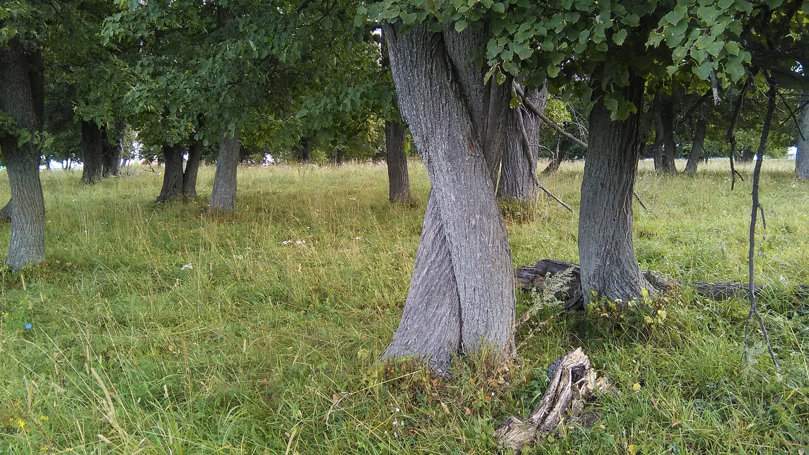 Марийский календарь на каждый день. 22 июня – Кӱсӧ (Кӱсӧ).