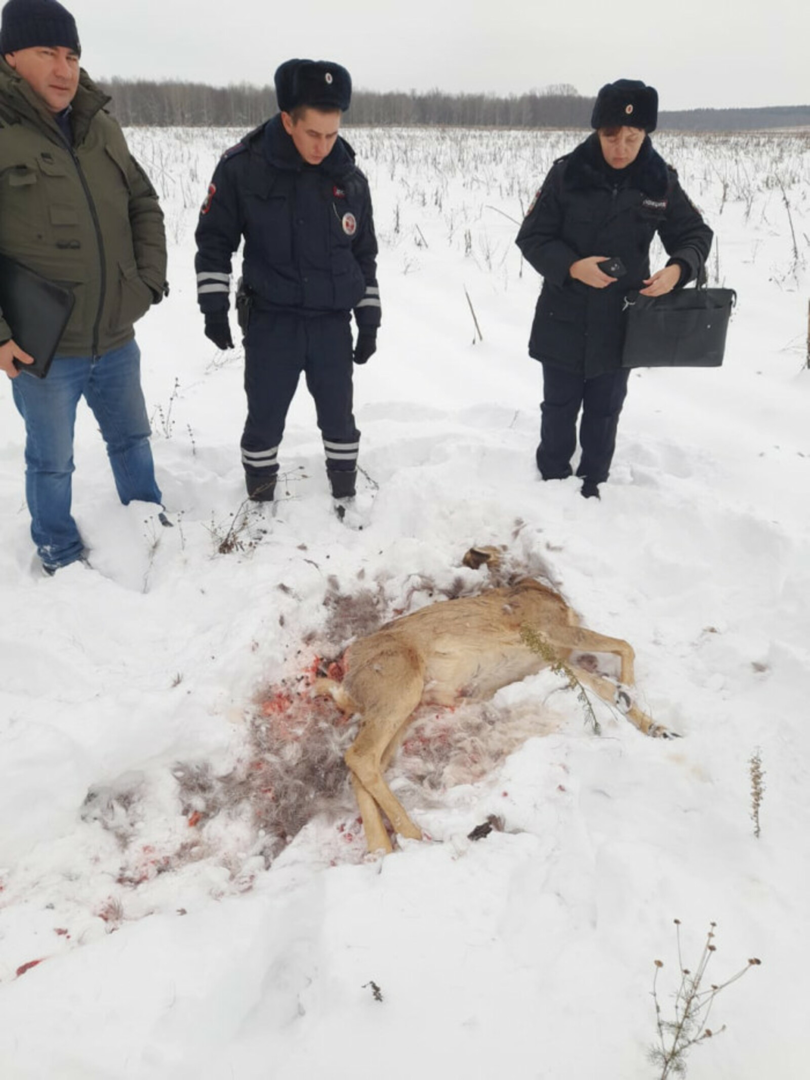 Факт незаконной охоты на косулю выявлен в Шаранском районе