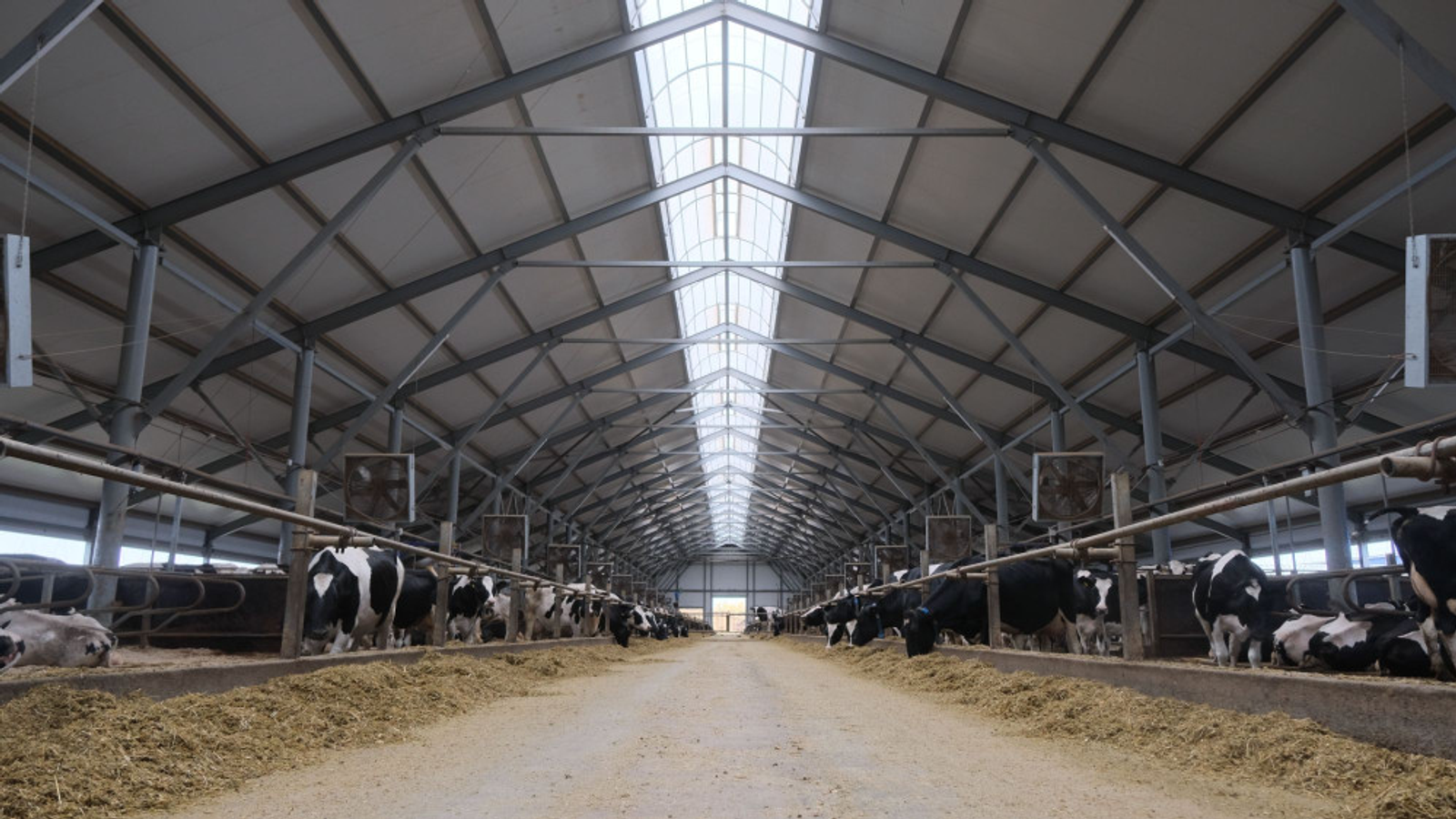 В Башкортостане в 2025 году заработают 5 современных молочных ферм