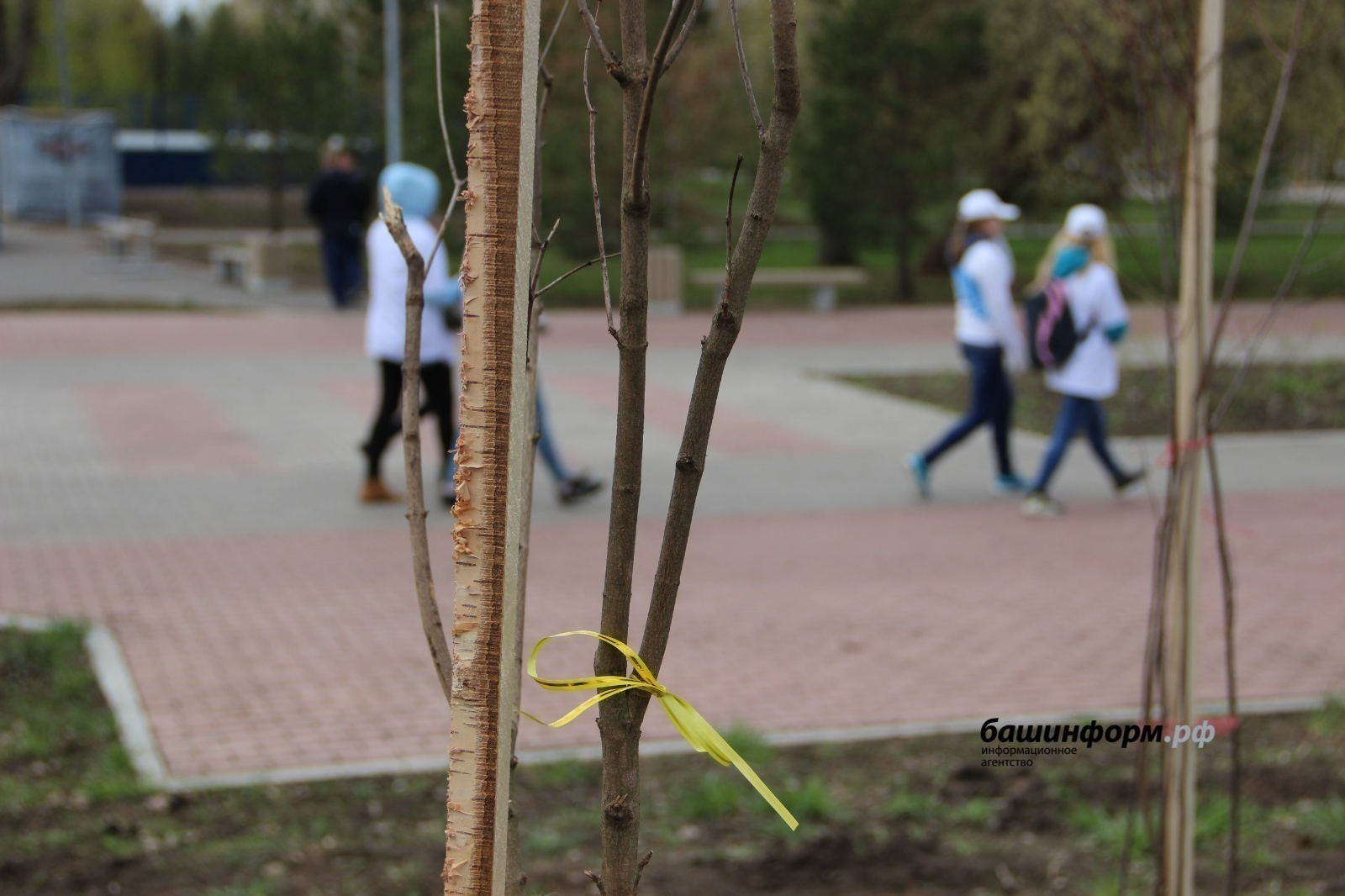 Башкирия оказалась в топ-10 по результатам экологической акции памяти